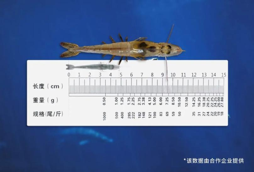 照明展